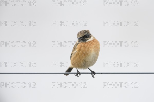 A stonechat (Saxicola rubicola) sitting on a metal wire in front of a blue sky, Dümmer nature park Park, Lower Saxony, Germany