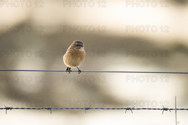A stonechat (Saxicola rubicola) sitting on a metal wire in front of a blurred background, Dümmer nature park Park, Lower Saxony, Germany