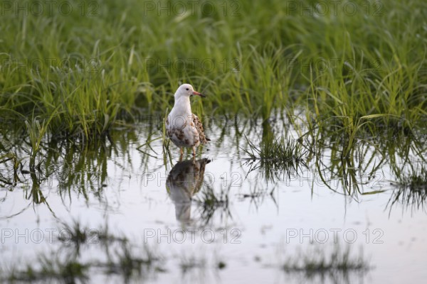 A ruff (Calidris pugnax, Syn.: Philomachus pugnax) stands in the water and is reflected in a peaceful landscape surrounded by grass, Dümmer nature park Park, Lower Saxony, Germany