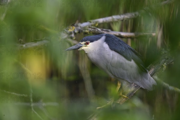 Night heron (Nycticorax nycticorax) hiding in a willow bush, Dümmer nature park Park, Lower Saxony, Germany