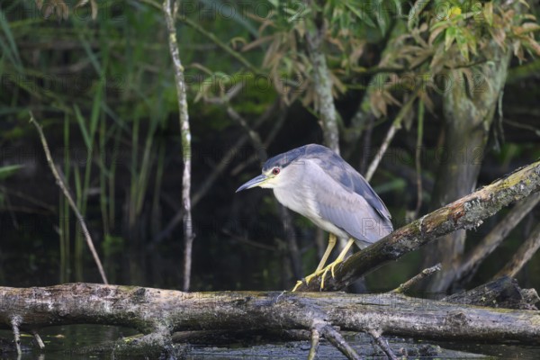 Night heron (Nycticorax nycticorax) on a rotten willow branch, Dümmer nature park Park, Lower Saxony, Germany