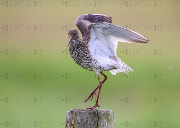A redshank (Tringa totanus) stands on a wooden post and raises one wing while being observed in a natural environment, Dümmer nature park Park, Lower Saxony, Germany