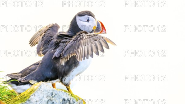 A puffin (Fratercula arctica) with outstretched wings standing on a rock against a white background, Hornoya, Vardø, Finnmark, Norway