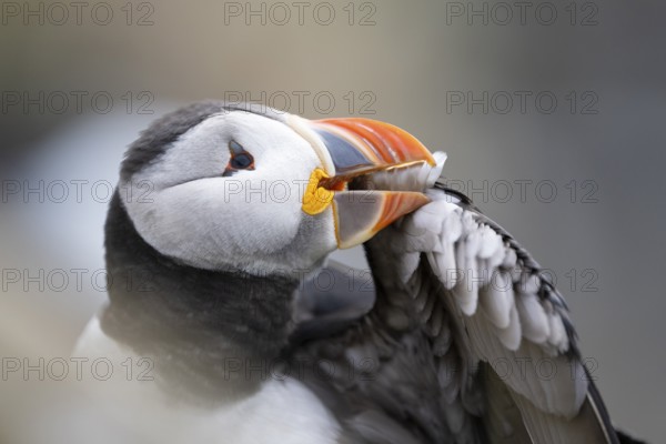 A puffin (Fratercula arctica) cleans its feathers in a close-up that highlights the colours and details of the plumage, Hornoya, Vardø, Finnmark, Norway