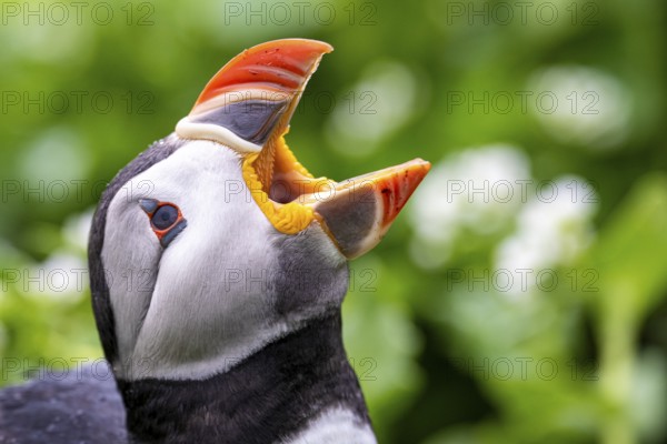 A puffin (Fratercula arctica) opens its beak to catch raindrops in a close-up that highlights the colours and details of its plumage, Hornoya, Vardø, Finnmark, Norway