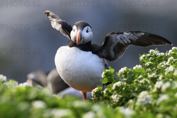 A puffin (Fratercula arctica) stands with outstretched wings on a green meadow with flowers in the foreground, Hornoya, Vardø, Finnmark, Norway