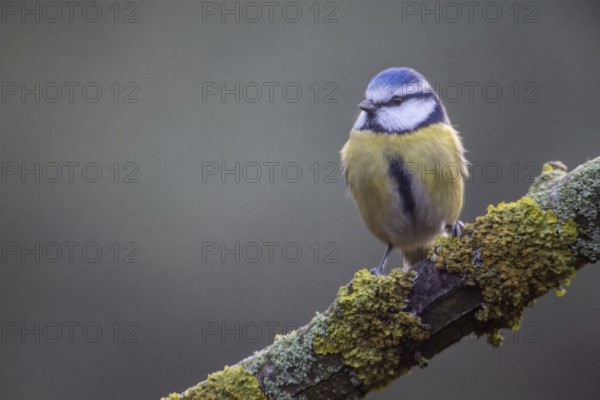 Blue tit (Parus caerulea), Emsland, Lower Saxony, Germany