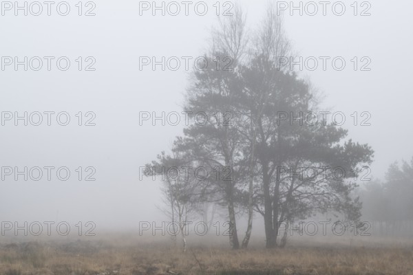 Pine trees (Pinus sylvestris) in the fog in the moor, Emsland, Lower Saxony, Germany