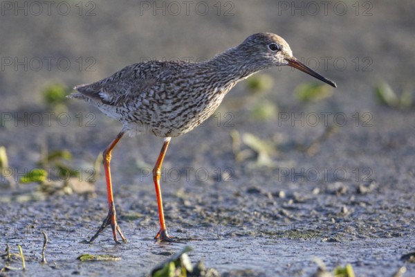Spotted Redshank (Tringa erythropus) Hungary