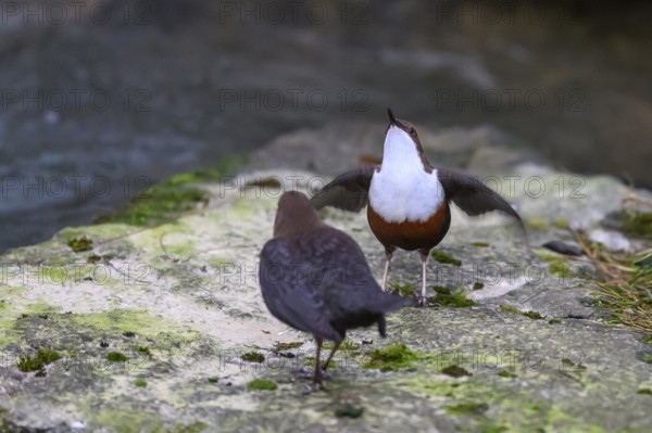 Two dippers (Cinclus cinclus) balancing on a rock in the river, one bird has spread its wings, East Westphalia, North Rhine-Westphalia, Germany