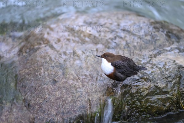 A dipper (Cinclus cinclus) sits relaxed on a rock at the edge of a river, surrounded by calm water, East Westphalia, North Rhine-Westphalia, Germany