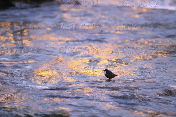 A dipper (Cinclus cinclus) stands on a rock in the water at dusk, surrounded by the orange light of some street lamps, East Westphalia, North Rhine-Westphalia, Germany
