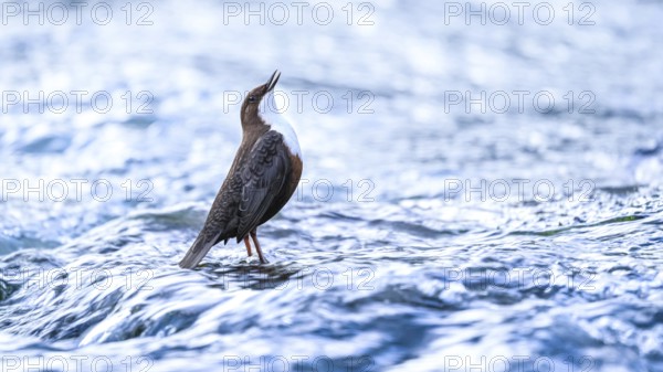 A dipper (Cinclus cinclus) stands singing in the flowing water and looks upwards, surrounded by calm wavesEast Westphalia, North Rhine-Westphalia, Germany