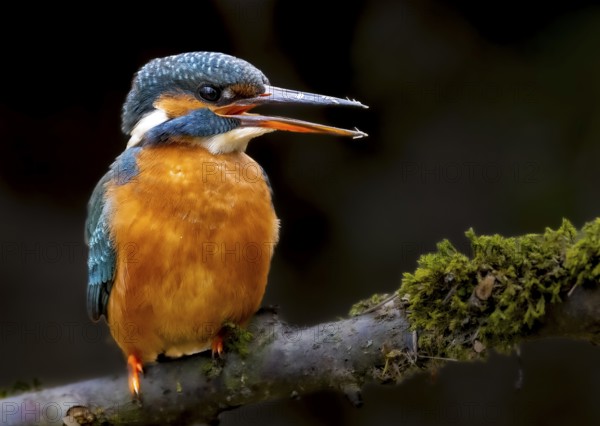 A female kingfisher (Alcedo atthis) sitting on a mossy branch, Langenberg, North Rhine-Westphalia, Germany