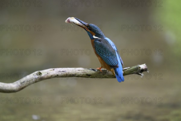 A kingfisher (Alcedo atthis) sitting on a branch above the water with a caught fish in its beak, Langenberg, North Rhine-Westphalia, Germany