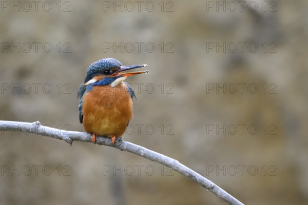 A female kingfisher (Alcedo atthis) sitting on a branch, Langenberg, North Rhine-Westphalia, Germany
