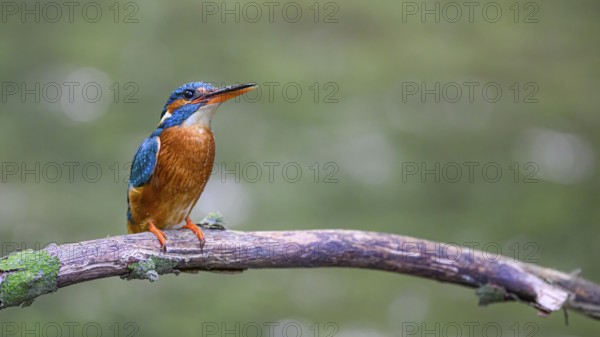 A kingfisher (Alcedo atthis) sits attentively on a branch with a greenish background, Melle, Lower Saxony, Germany