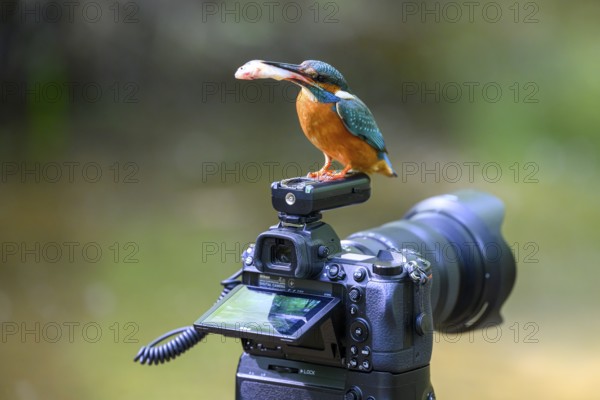 A kingfisher (Alcedo atthis) with a fish in its beak sitting on an outdoor camera, Langenberg, North Rhine-Westphalia, Germany