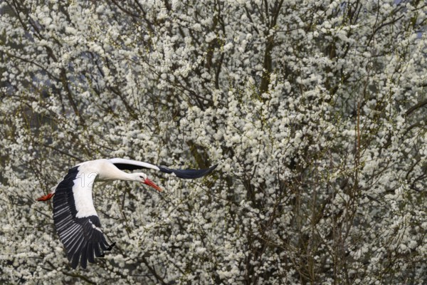 A white stork (Ciconia ciconia) flies in front of a background of flowering white shrubs, Dümmer nature park Park, Lower Saxony, Germany
