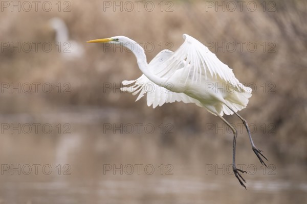 A white egret (Egretta alba) flies elegantly over the water in a natural environment surrounded by reeds, Dümmer nature park Park, Hüde, Lower Saxony, Germany