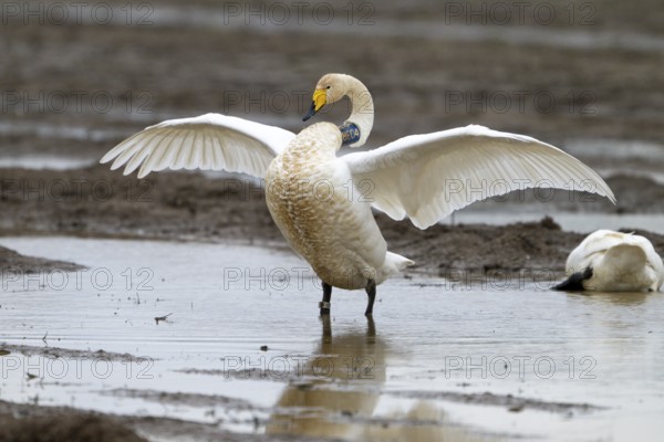 A whooper swan (Cygnus cygnus) marked with a neck ring stretches its wings in a natural environment over a water area on a flooded field, Drebber, Lower Saxony, Germany