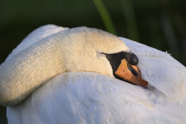 A Mute Swan (Cygnus olor) cuddles its face into its white feathers, soft light and calm expression, Hüde, Lower Saxony, Germany