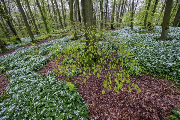 Wild garlic blossom (Allium ursinum) on the forest floor in a beech forest (Fagus sylvatica) in the Teutoburg Forest under soft light, Ahornweg, Terra Vita nature park Park, Teutoburg Forest, Lower Saxony, Germany