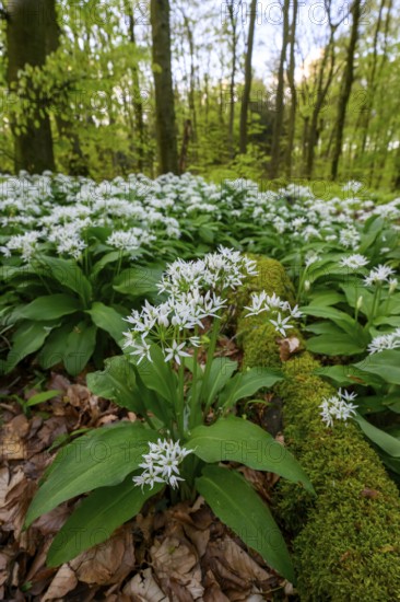 Wild garlic blossom (Allium ursinum) on the forest floor in a beech forest (Fagus sylvatica) in the Teutoburg Forest under soft light, Ahornweg, Terra Vita nature park Park, Teutoburg Forest, Lower Saxony, Germany