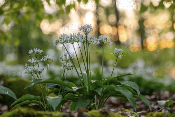 Wild garlic blossom (Allium ursinum) on the forest floor in a beech forest (Fagus sylvatica) in the Teutoburg Forest in the evening backlight, Ahornweg, Terra Vita nature park Park, Teutoburg Forest, Lower Saxony, Germany