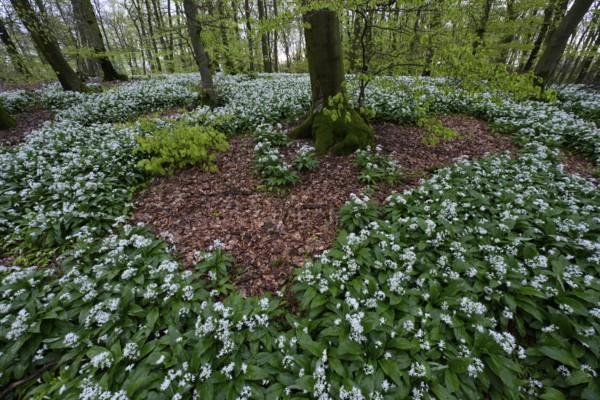 Wild garlic blossom (Allium ursinum) on the forest floor in a beech forest (Fagus sylvatica) in the Teutoburg Forest under soft light, Ahornweg, Terra Vita nature park Park, Teutoburg Forest, Lower Saxony, Germany