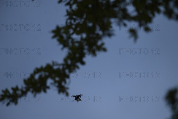 Close-up of a flying stag beetle (Lucanus cervus) with recognisable wings in front of a blue sky, Dammer Berge, Damme, Lower Saxony, Germany