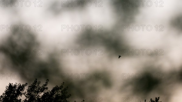 Silhouette of woodcock (Scolopax rusticola) in flight against a cloudy sky at dusk Courtship flight of woodcock, Dammer Berge, Damme, Lower Saxony, Germany