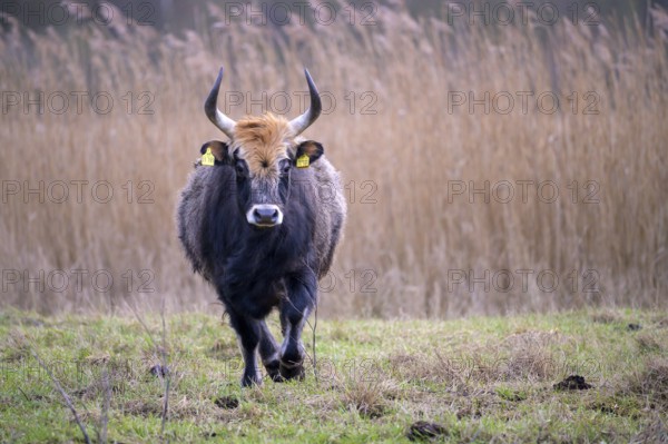 Heck cow of rebred aurochs with large horns standing on a pasture, distinctive ear tags, damme, Lower Saxony, Germany