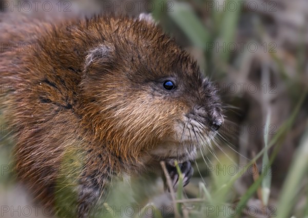 A muskrat (Ondatra zibethicus) in portrait looks attentively at its surroundings, surrounded by grass, Dümmerniederung nature park Park, Lower Saxony, Germany