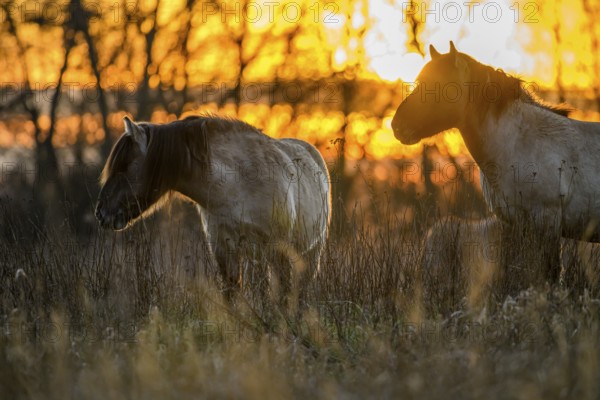 Konik Konik horses (Equus ferus caballus), Mariendrebber, Drebber, Lower Saxony, Germany