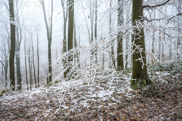 Snow-covered beech forest (Fagus sylvatica) on the Hermannsweg, Terra Vita nature park Park, Dissen am Teutoburger Wald, Lower Saxony, Germany