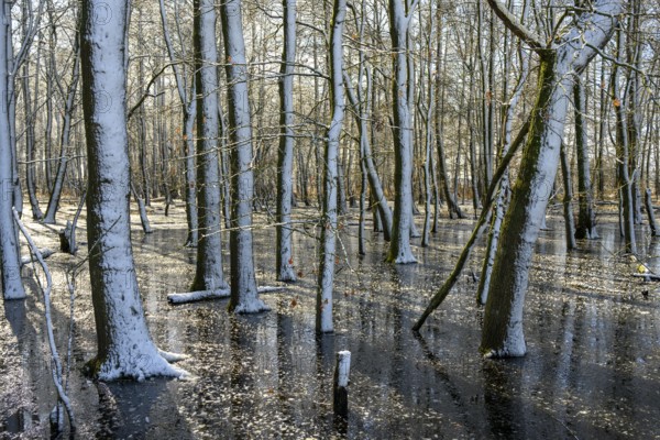 Snow-covered forest alder forest (Alnus glutinosa) with frozen water and trees, sunlight reflected on the surface, Dümmer nature park Park, Lower Saxony, Germany