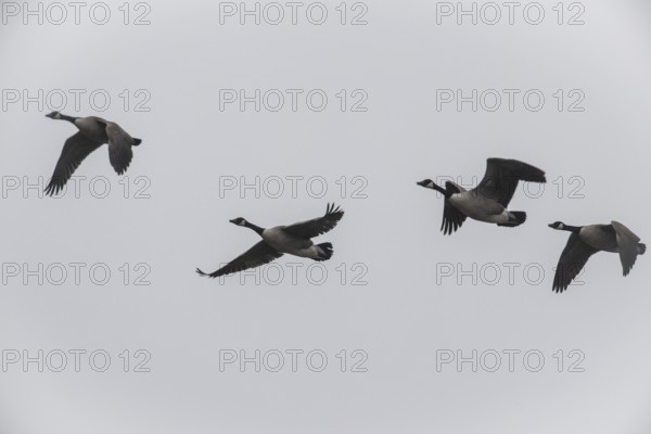 Canada geese (Branta canadensis), Emsland, Lower Saxony, Germany