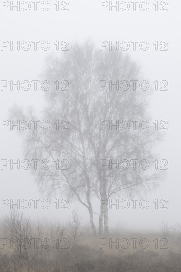 Birches (Betula pendula) in the fog in the moor, Emsland, Lower Saxony, Germany