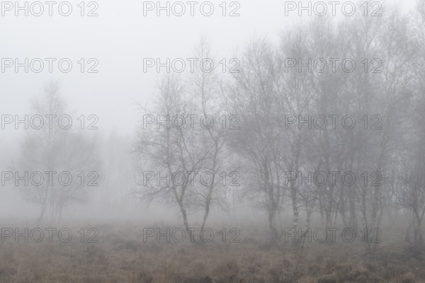 Birches (Betula pendula) in the fog in the moor, Emsland, Lower Saxony, Germany