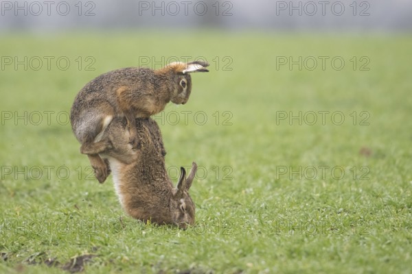 Two brown hares hares (Lepus europaeus) in a meadow in a mating ritual on green grass copula hare wedding, Dümmer nature park Park, Lower Saxony, Germany