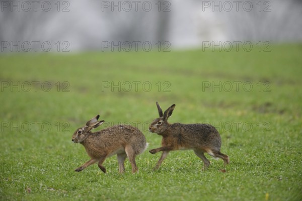 Two brown hares (Lepus europaeus) run across a green meadow. A male hare drives a female hare. The atmosphere radiates liveliness and freedom, hare wedding, Dümmer nature park Park, Lower Saxony, Germany
