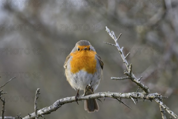 A robin (Erithacus rubecula) sitting on a bare thorn branch in a winter bush, Zuid Duinen, Zandvoort, Noord-Holland, Netherlands