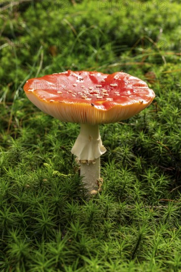 Close-up of a fly agaric (Amanita muscaria) with a red, white speckled cap on the mossy ground of a forest, Germany