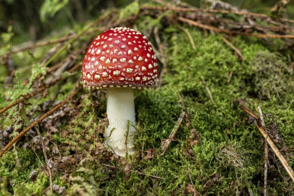 Close-up of a fly agaric (Amanita muscaria) with a red, white speckled cap on the mossy ground of a forest, Germany