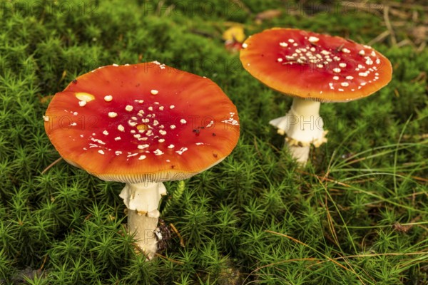 Close-up of two fly agarics (Amanita muscaria) with red, white speckled cap on the mossy ground of a forest, Germany