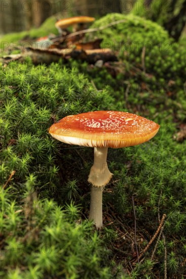 A single fly agaric (Amanita muscaria) with a red, white speckled cap on the mossy ground of a forest, Germany