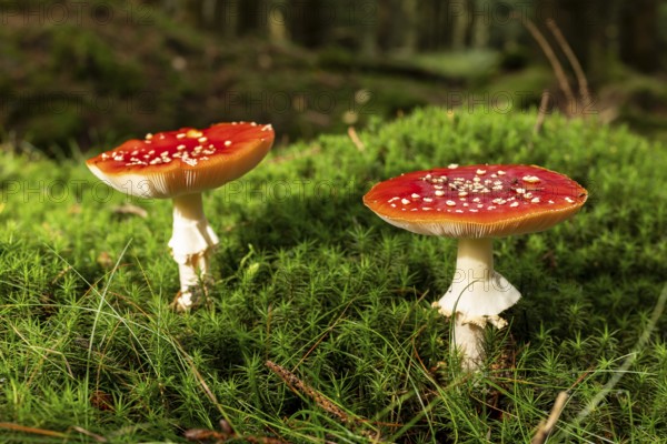Two fly agarics (Amanita muscaria) with red, white speckled umbrella on the mossy ground of a forest, Germany