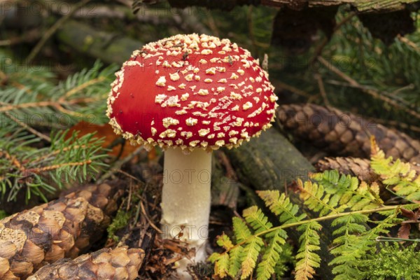 Close-up of a fly agaric (Amanita muscaria) with a red, white speckled cap between fir branches, pine cones and ferns on the ground of a forest, Germany