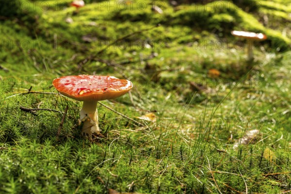 A single fly agaric (Amanita muscaria) with a red, white speckled cap on the mossy ground of a forest, Germany